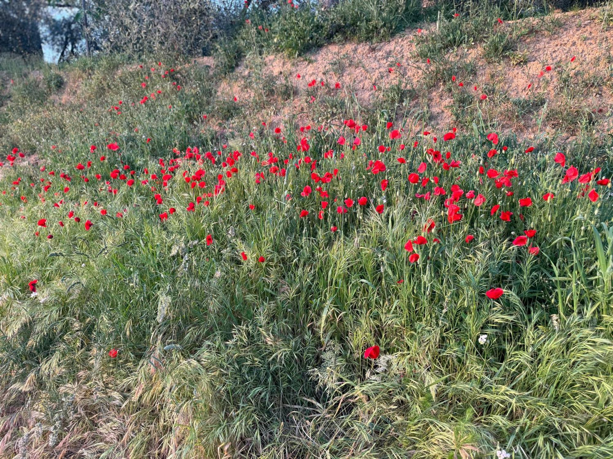 Antico Borgo Lejlighed San Quirico d'Orcia Eksteriør billede